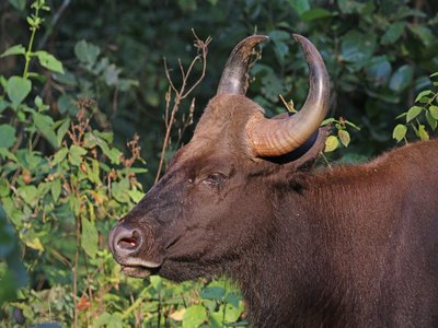 Gaur