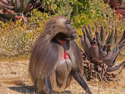Gelada