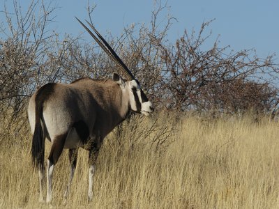 Gemsbok