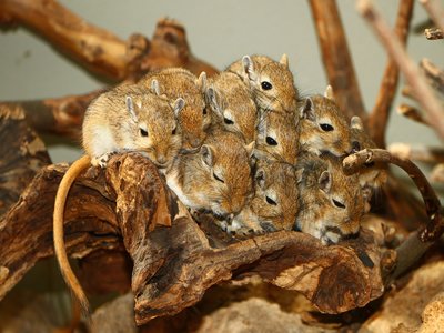 Gerbil