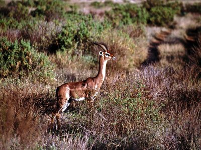 Gerenuk