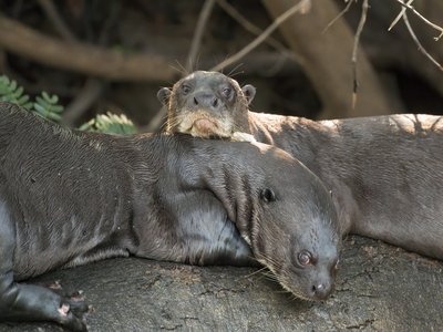 Giant Otter