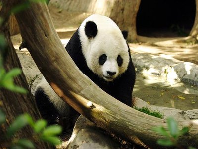 Giant Panda