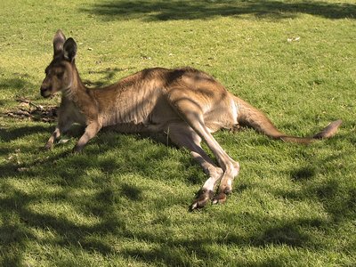 Giant Red Kangaroo