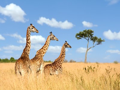 Giraffe