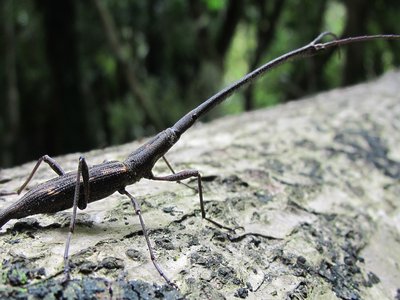 Giraffe Weevil