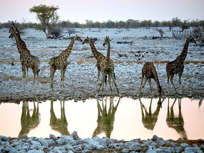 Giraffidae