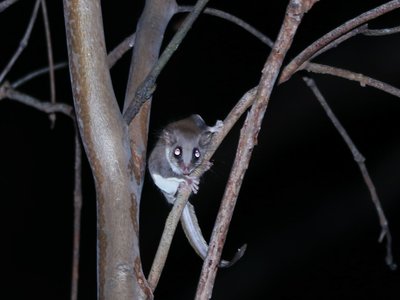Gliding Possum
