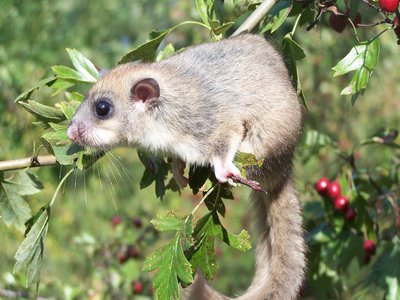 Glis