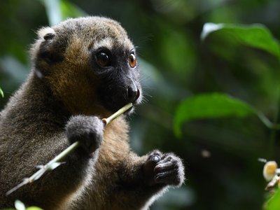 Golden Bamboo Lemur