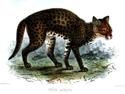 Golden Cat