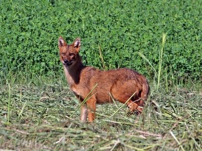 Golden Jackal