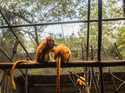 Golden Lion Tamarin
