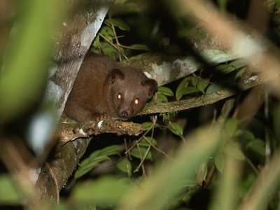 Golden Palm Civet