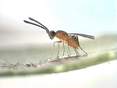 Gonatocerus