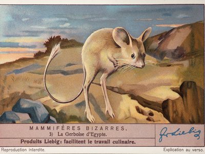 Grand Jerboa