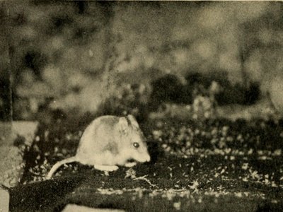 Grasshopper Mouse