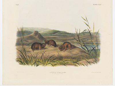 Grassy Mouse