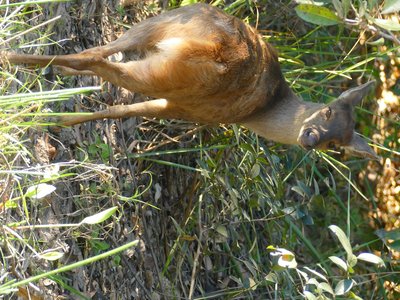 Gray Brocket Deer