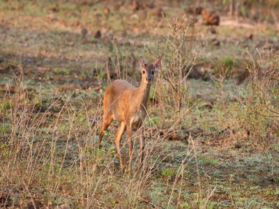 Gray Brocket