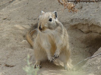 Gray Gerbil