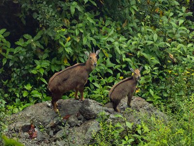 Gray Goral