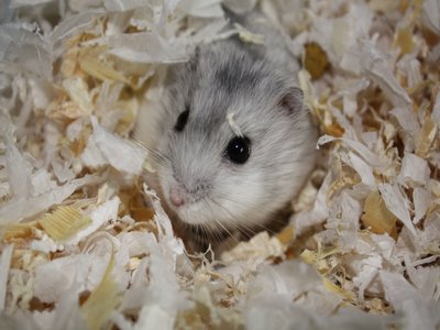 Gray Hamster
