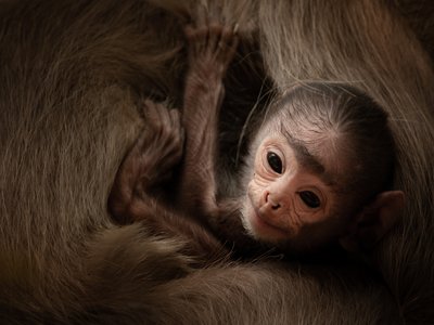 Gray Langur