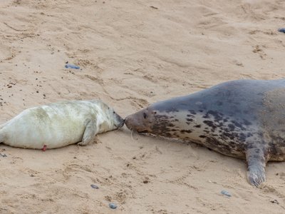 Gray Seal