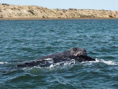 Gray Whale