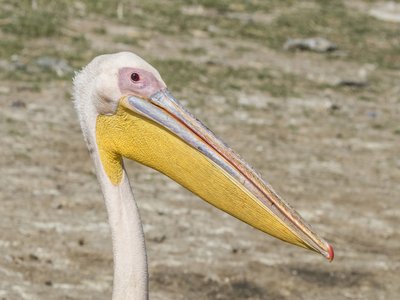 Great White Pelican