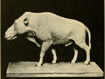 Greater Anteater