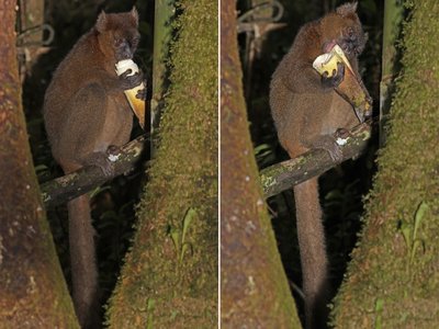 Greater Bamboo Lemur