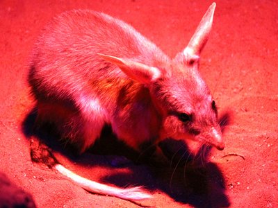 Greater Bilby