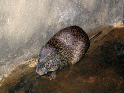 Greater Cane Rat