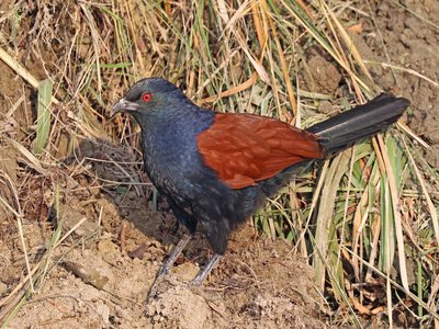 Greater Coucal
