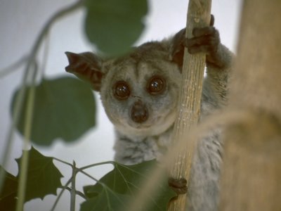 Greater Galago