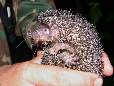Greater Hedgehog Tenrec