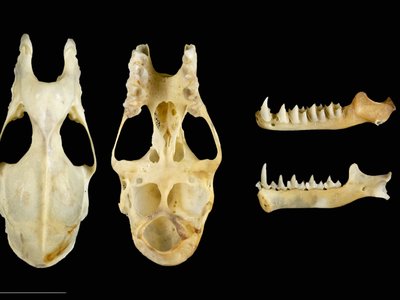 Greater Horseshoe Bat