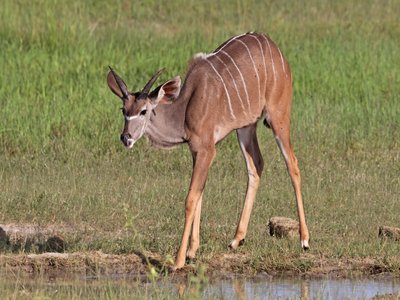 Greater Kudu