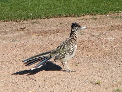 Greater Roadrunner