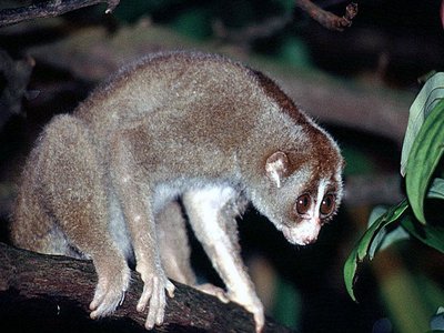 Greater Slow Loris