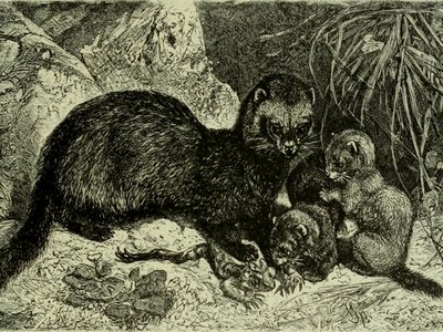Greater Stone Marten