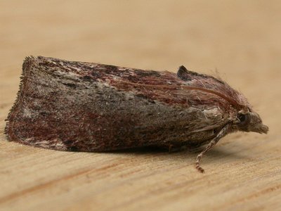 Greater Wax Moth