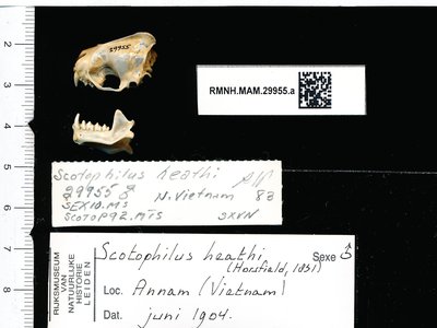 Greater Yellow Bat