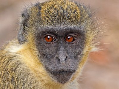 Green Monkey