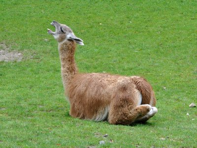 Guanaco