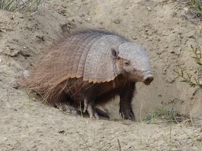 Hairy Armadillo