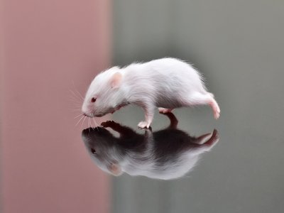 Hamster
