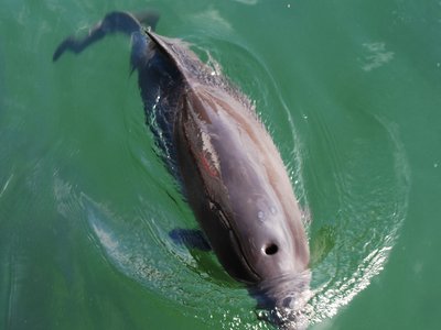 Harbor Porpoise